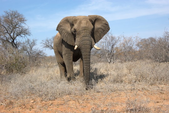 Portrait Of An African Elephant