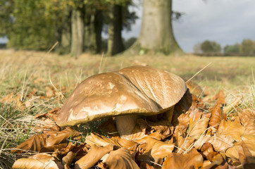Suillus bovinus mushroom.