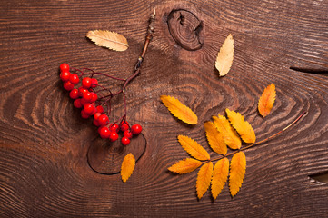 Rowanberry and leaves