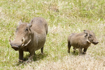 Warthogs