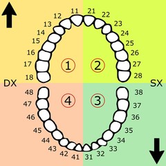 ARCATA IMPRONTA DENTI DENTARIA DENTIERA
