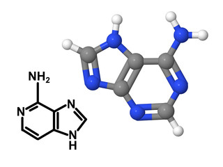 Vitamin B4 molecule with chemical formula