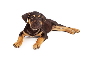 Rottweiler Mix Puppy Laying Down