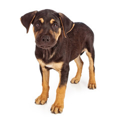 Rottweiler Mix Puppy Looking at Camera
