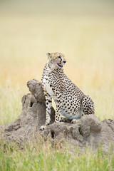 Cheetah on a lookout