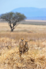 Two cheetahs on a mound