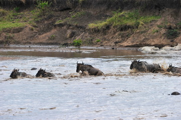 Mara River Crossing - The Great Migration