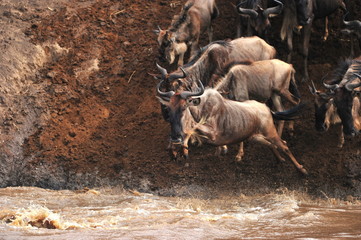 Mara River Crossing - The Great Migration