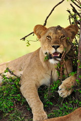 Lioness resting under the shade