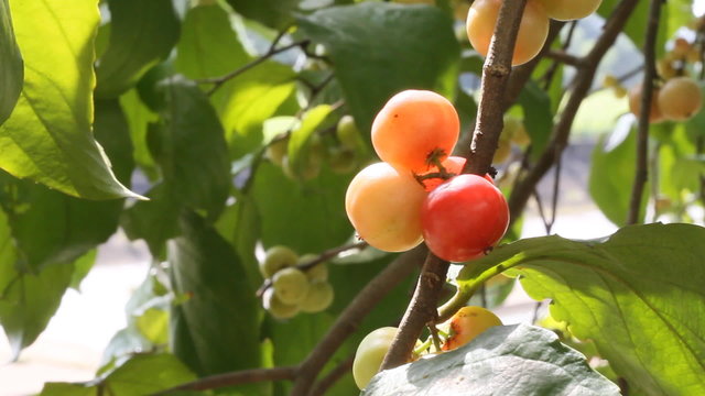 fresh lubika (Flacourtia jangomas) fruit with sun shine