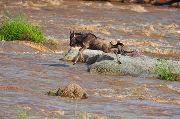 The Great Migration