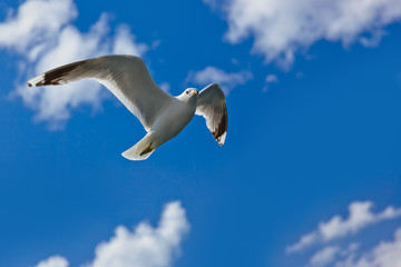 Seagull bird in Norway fjord