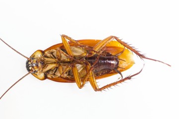 Cockroach 4