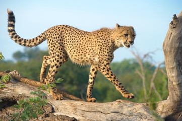 Cheetah walking on a branch