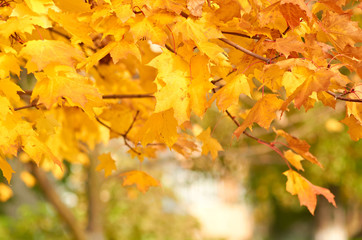Yellow leaves