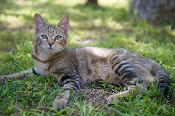 Portrait shot of an African Wild Cat © Julian W.