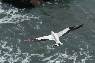 soaring gannet