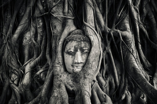 Tête de bouddha. Ayutthaya, Thaïlande.