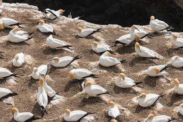 colony of Australasian Gannets