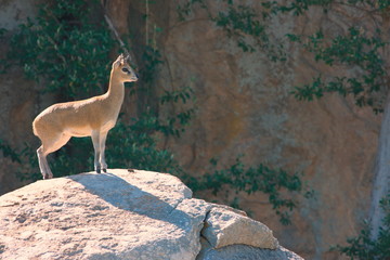 Klipspringer