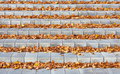 autumn leaves on the concrete stairs in park