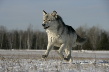 Naklejka premium Grey wolf, Canis lupus
