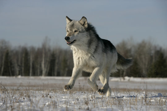 Grey wolf, Canis lupus