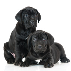 adorable cane corso puppies
