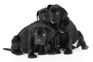 Naklejka premium three cane corso puppies