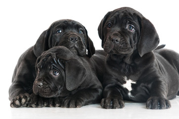 Obraz premium three cane corso puppies