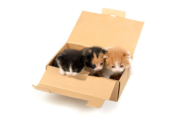 Kittens in a box