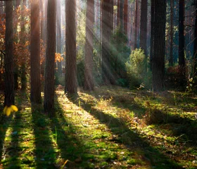 Photo sur Plexiglas Automne Vieille forêt brumeuse. Bois d& 39 automne
