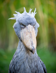 Shoebill, Abu Markub