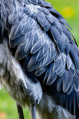 Obraz premium Shoebill, Abu Markub