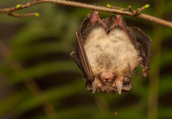 Plecotus auritus © Gucio_55