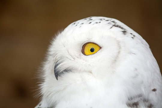 Civetta delle nevi - Bubo scandiacus
