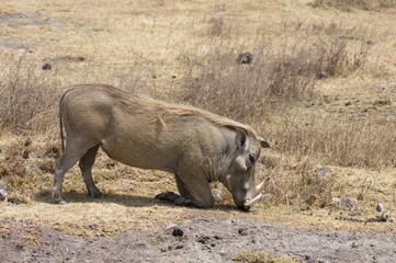Portrait of a warthog