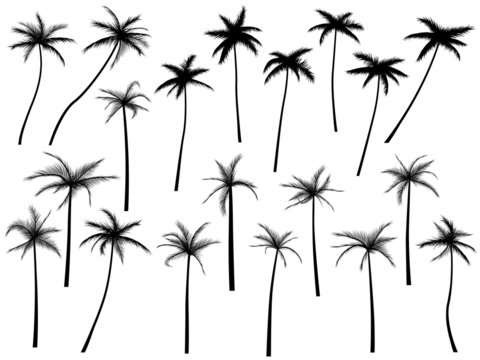 Silhouettes of palm trees.