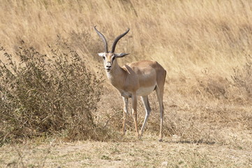 The Springbok is the national animal of South Africa.