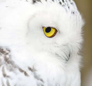 Civetta delle nevi - Bubo scandiacus