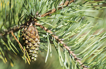 pine cone