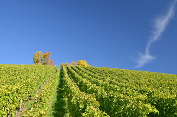 Weinberg nach der Lese