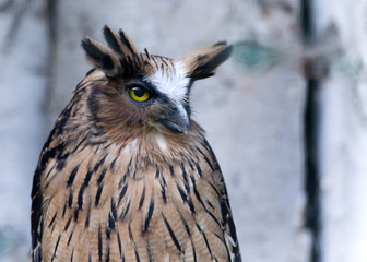 Great Horned Owl