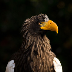 Steller's sea eagle