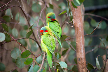 Swift parrots on a tree