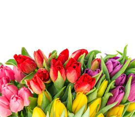 bouquet of fresh spring tulips with water drops