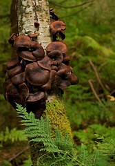 fungus