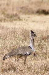 Kori Bustard