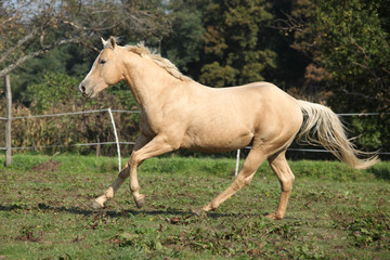 Obraz na płótnie Canvas Palomino quarter horse running on pasturage