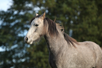 Obraz na płótnie Canvas One grey pony with bad looking